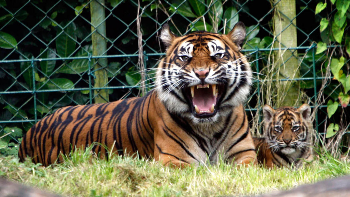 arlington-explore-dublin-zoo-01