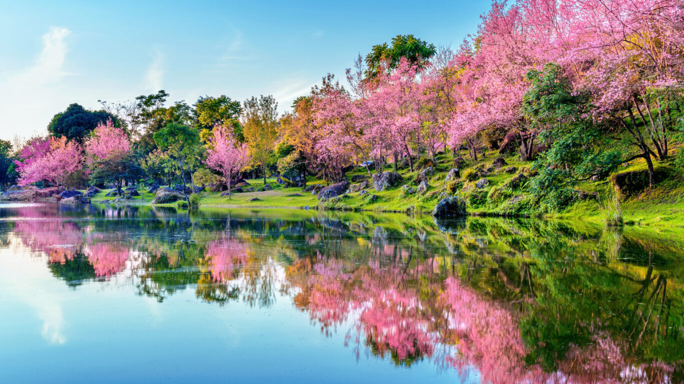 Beautiful cherry blossoms trees blooming in spring.