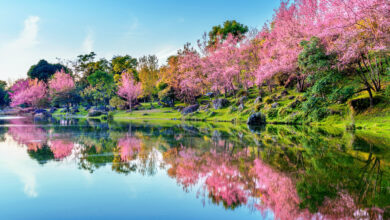 beautiful-cherry-blossoms-trees-blooming-spring-scaled