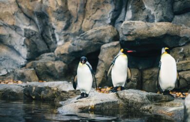 I'm sorry, but it seems there's a mistake. The image does not match the description of an Arlington Hotel and Bar. Could you provide more details or clarify?