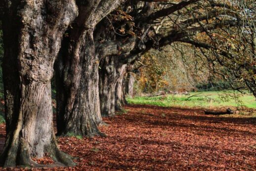 St Anne's Park 