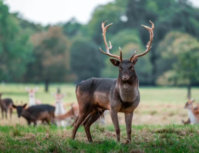 Deer grazing in a lush green field with a forest backdrop.